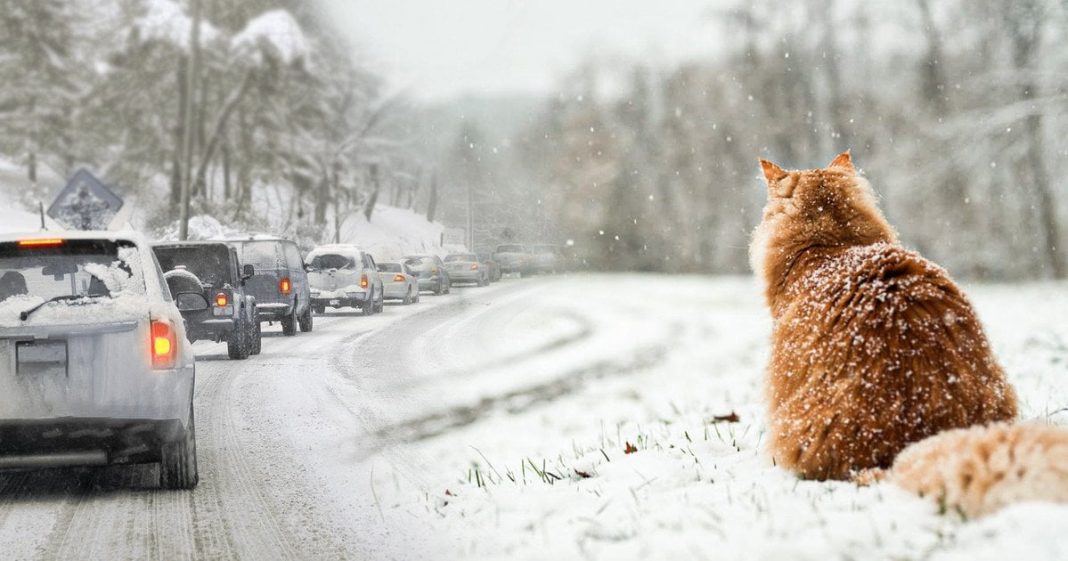 11-р сарын дунд үеэс нийт нутгаар цасан шуурга шуурч, хүйтний эрч чангарна