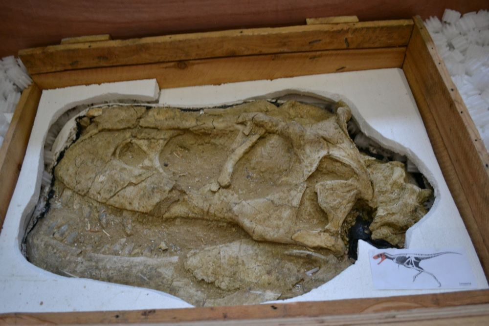 Монгол Улсын нутаг дэвсгэрээс хулгайлагдаж, хууль бусаар хилээр нэвтрүүлсэн үлэг гүрвэлийн чулуужсан олдворыг эргүүлэн авлаа