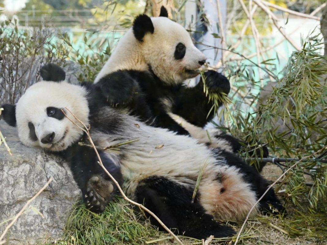 Токиод 2 пандаг үдэхийн өмнө харах гэж хүмүүс 4 цаг дугаарлаж байна