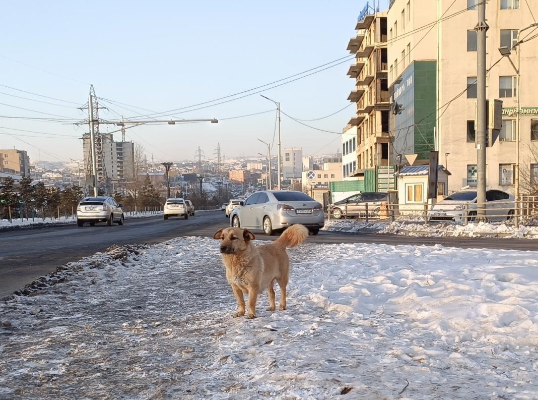 Баянзүрх дүүрэгт 06:00–22:00 цагт сул нохой устгал эрчимжинэ