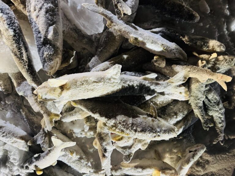 Богдын голд үхэлд хүрч байсан загаснуудыг Чигэстэй рүү яаралтай нүүлгэв 1 Богдын голд үхэлд хүрч байсан загаснуудыг Чигэстэй рүү яаралтай нүүлгэв