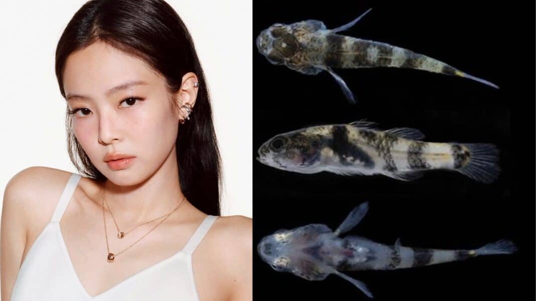 Blackpink-ийн Женнигийн нэрээр шинэ загас нэрлэгдэв