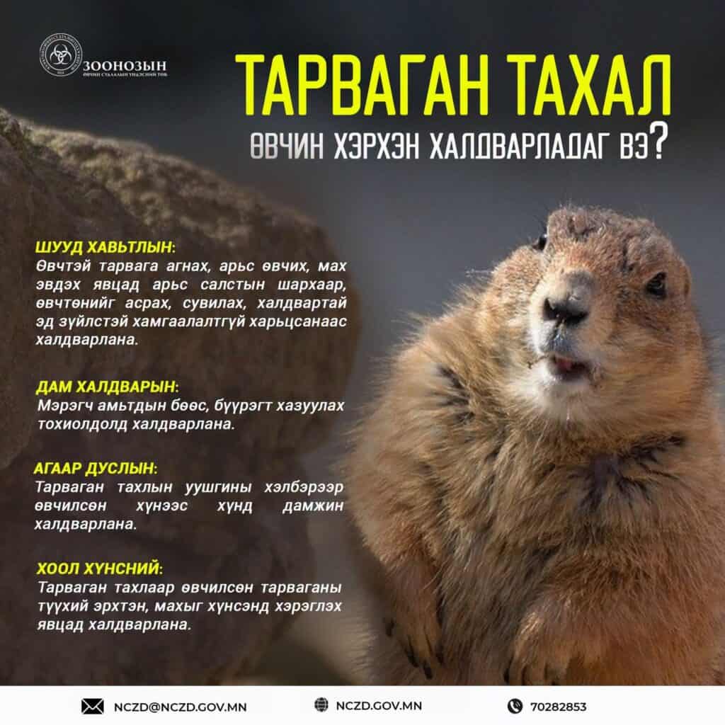 Тарваган тахлын аюул ойрхон байна: тарвага агнах, махтай нь харьцахаас сэрэмжлүүллээ 1 Тарваган тахлын аюул ойрхон байна: тарвага агнах, махтай нь харьцахаас сэрэмжлүүллээ
