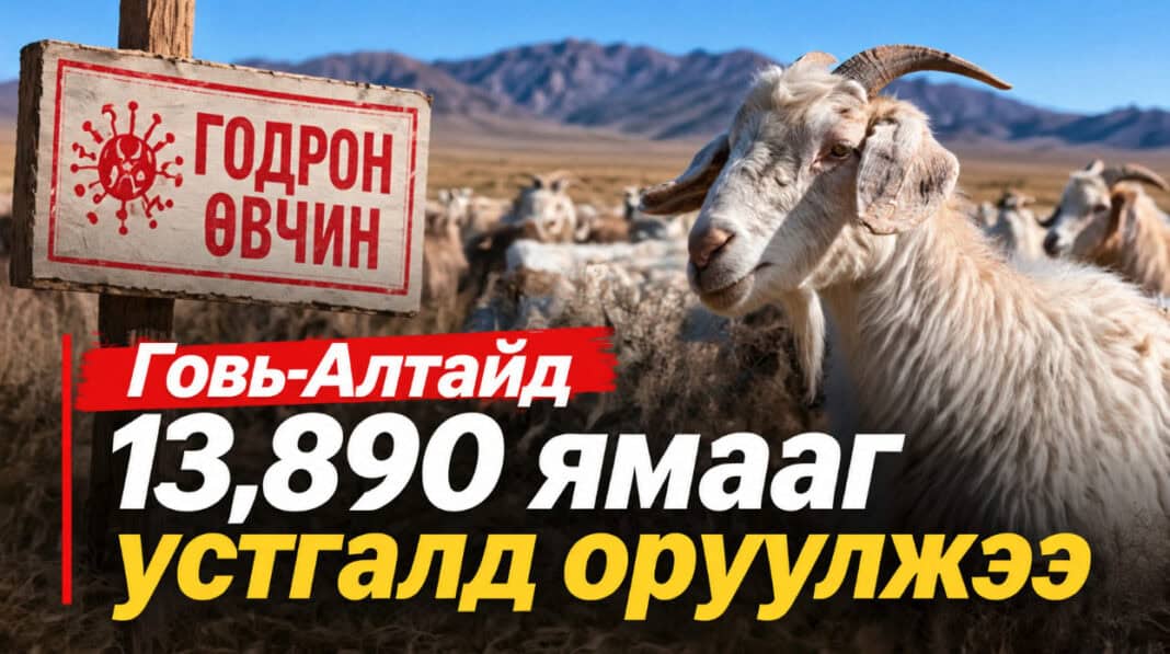 Говь-Алтайд годрон өвчин дэгдэж, 13 мянга гаруй ямааг устгалд оруулжээ